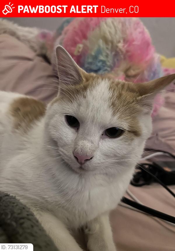 Lost Male Cat last seen 1st and sheridan, Denver, CO 80219