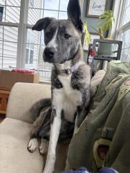Reunited Female Dog last seen Tatham Road and rock Hill Drive, Bensalem, PA 19020