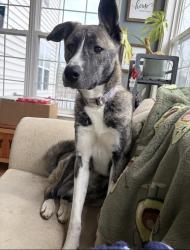 Reunited Female Dog last seen Firefighters park, Bensalem, PA 19053