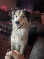 Reunited Male Dog last seen Viewmont Dr, Greensboro, NC, USA, Greensboro, NC 27407