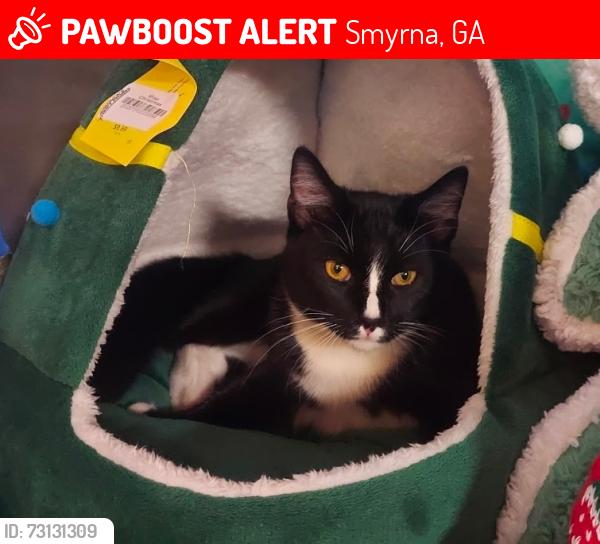 Lost Male Cat last seen Concord rd. Hurt rd. Old concord rd. South cobb dr., Smyrna, GA 30082