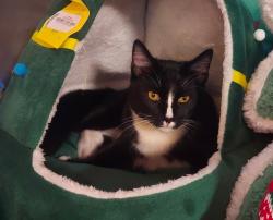Lost Male Cat last seen Concord rd. Hurt rd. Old concord rd. South cobb dr., Smyrna, GA 30082