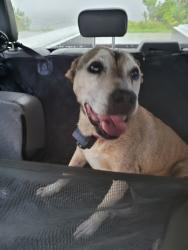 Reunited Unknown Dog last seen County Line Road, Jensen Beach, Jensen Beach, FL 34957