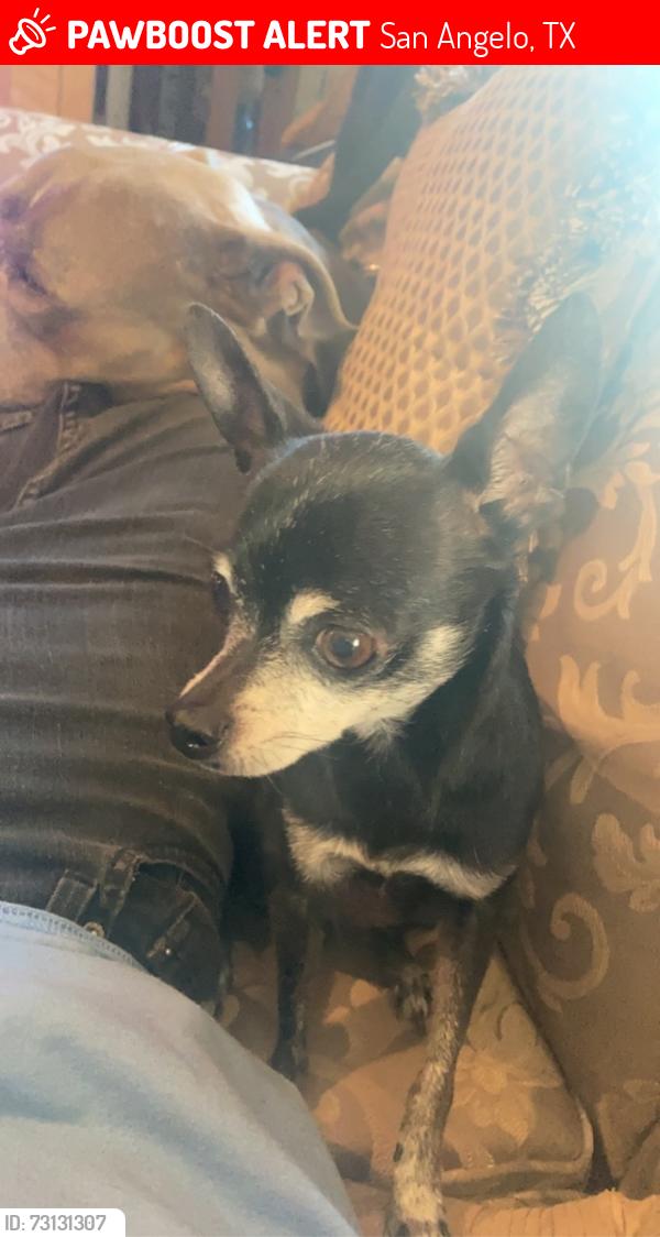 Lost Male Dog last seen Beauregard, San Angelo, TX 76901