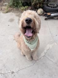 Reunited Female Dog last seen Elementary school, Perris, CA 92571