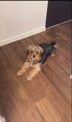 Reunited Male Dog last seen Sunrise Manor, NV 89115, Sunrise Manor, NV 89115