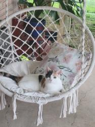 Reunited Female Cat last seen Pine Run Rd, Hamilton twp, PA, USA, Hamilton Township, PA 17301