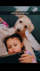Lost Female Dog last seen 4th st, Perris, CA 92570