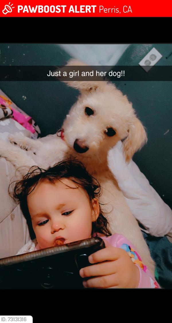 Lost Female Dog last seen 4th st, Perris, CA 92570