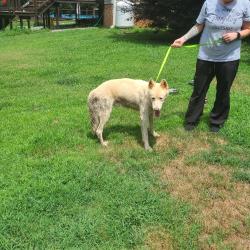 Reunited Male Dog last seen Holly Springs and Ballenger, Inman, SC 29349