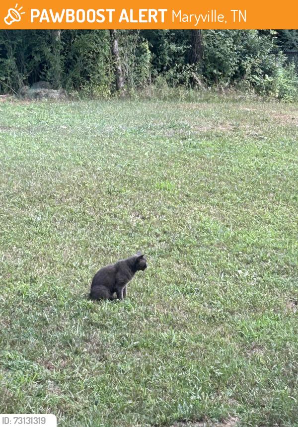 Found/Stray Female Cat last seen Wildwood Road, Maryville, TN 37804