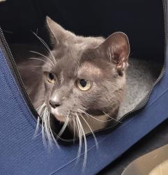 Shelter Stray Male Cat last seen Owner Surrender, PORTLAND, OR, 97233, 1700 W Historic Columbia River Hwy, Troutdale, OR 97060, USA