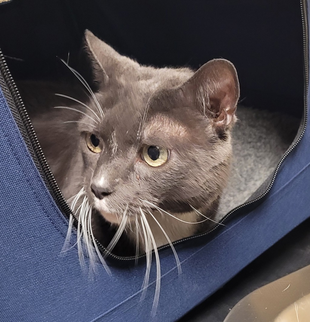 Shelter Stray Male Cat last seen Owner Surrender, PORTLAND, OR, 97233, 1700 W Historic Columbia River Hwy, Troutdale, OR 97060, USA