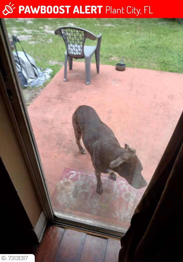 Lost Male Dog last seen Hwy 39, Plant City, FL 33563