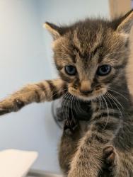 Shelter Stray Female Cat last seen Near Bullock Drive, San Diego, CA, 92114, 5500 Gaines St, San Diego, CA 92110, USA