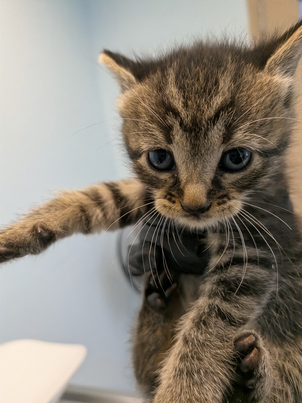 Shelter Stray Female Cat last seen Near Bullock Drive, San Diego, CA, 92114, 5500 Gaines St, San Diego, CA 92110, USA