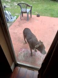 Lost Male Dog last seen Hwy 39, Plant City, FL 33563
