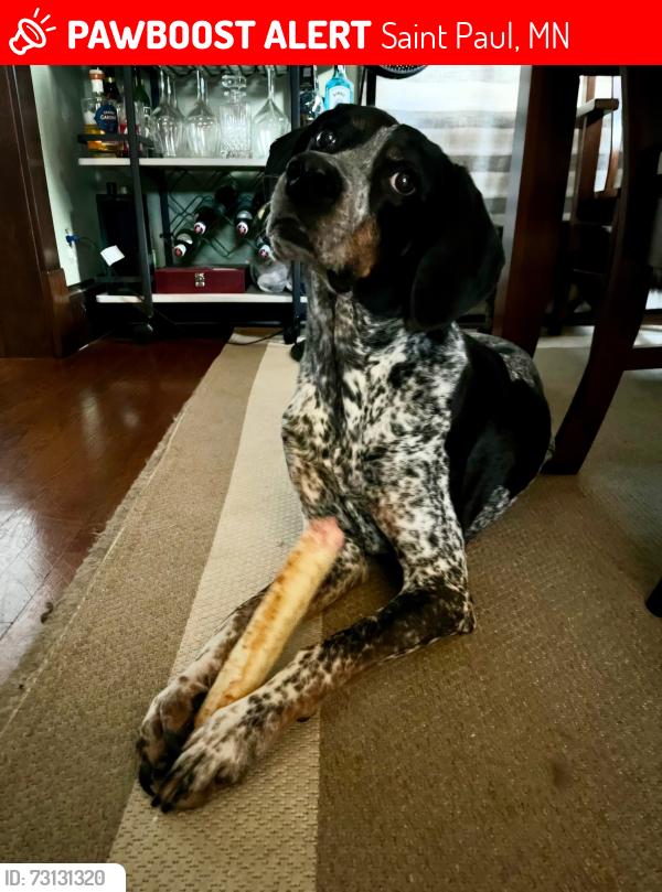 Lost Male Dog last seen Bush Ave and Atlantic street, Saint Paul, MN 55106