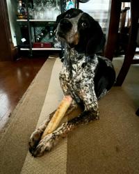 Lost Male Dog last seen Bush Ave and Atlantic street, Saint Paul, MN 55106
