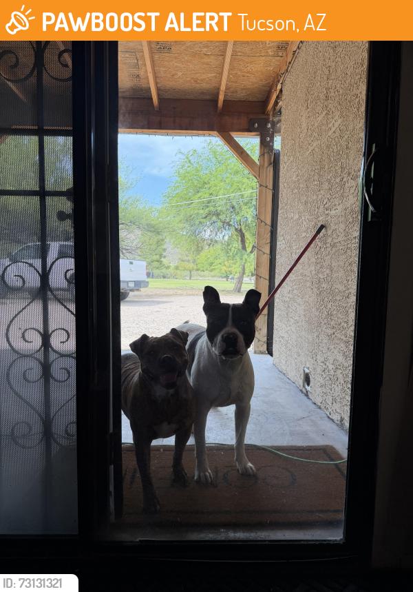 Found/Stray Male Dog last seen s san jacinto near the park, Tucson, AZ 85713