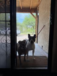 Found/Stray Male Dog last seen s san jacinto near the park, Tucson, AZ 85713
