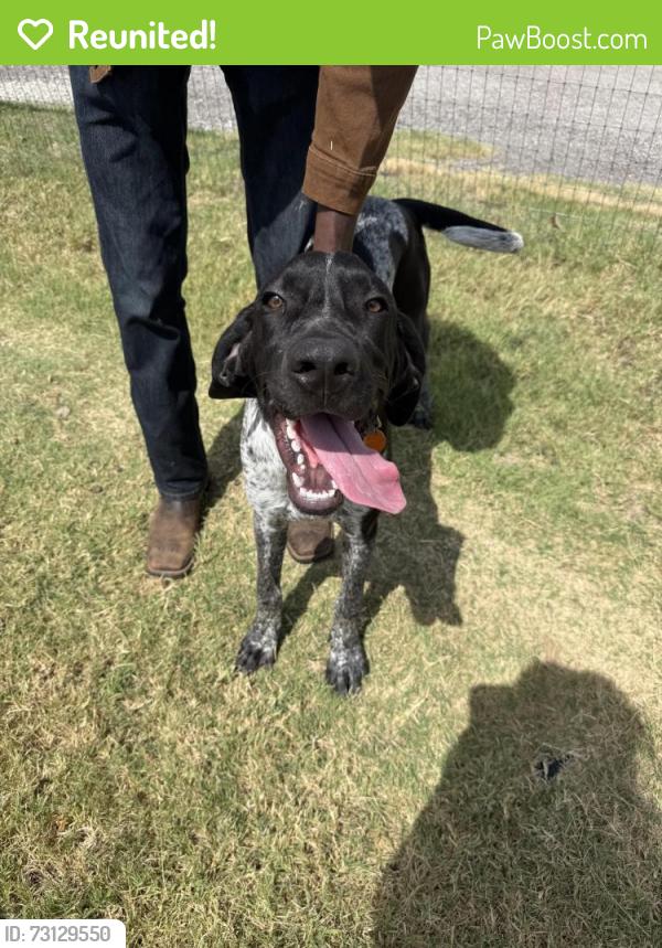 Reunited Male Dog last seen Near & Bug Salty, Big Salty Ln, TX 76082