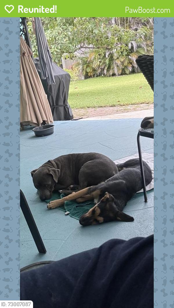 Reunited Unknown Dog last seen 11th and Kentucky, Fort Pierce, FL 34950