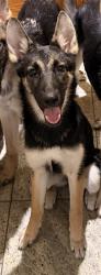 Lost Female Dog last seen 49th and Kildare, Chicago, IL 60632