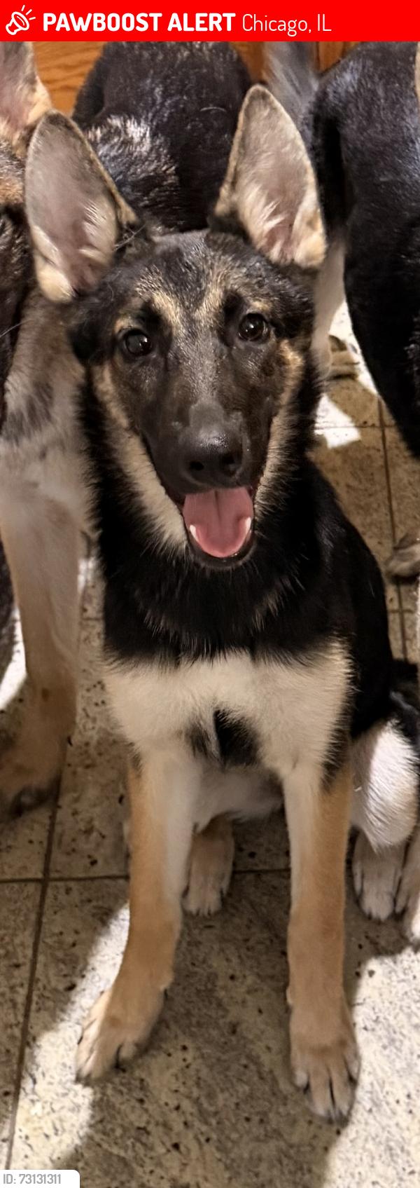 Lost Female Dog last seen 49th and Kildare, Chicago, IL 60632