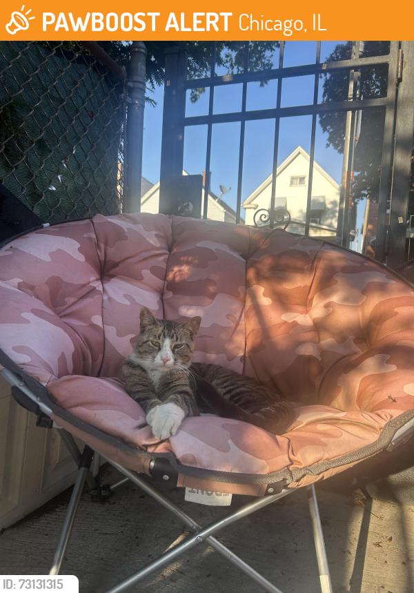 Found/Stray Male Cat last seen N Tripp Ave & w wabansia Ave, Chicago, IL 60639