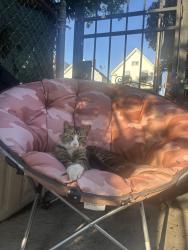 Found/Stray Male Cat last seen N Tripp Ave & w wabansia Ave, Chicago, IL 60639