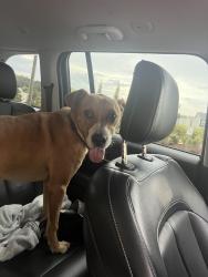 Reunited Male Dog last seen Fork Shoals Rd/Standing Springs Rd, Greenville County, SC 29607