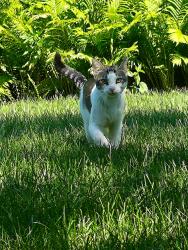 Found/Stray Male Cat last seen 121st & Drake St, Coon Rapids, MN 55433