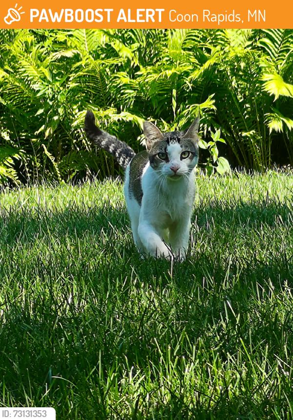 Found/Stray Male Cat last seen 121st & Drake St, Coon Rapids, MN 55433