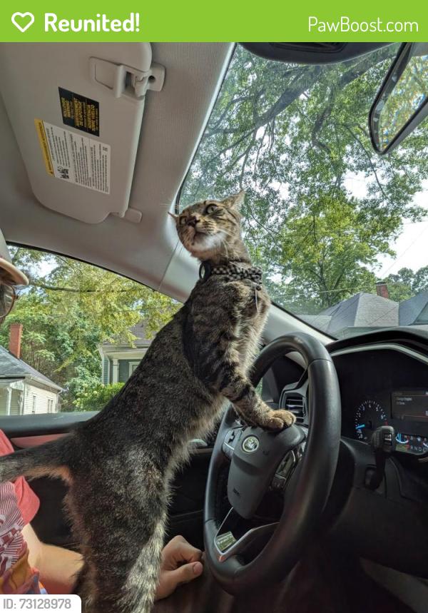 Reunited Male Cat last seen Cherokee Street, Woodward Street, Atlanta, GA 30312