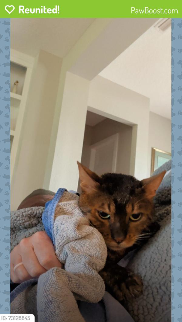 Reunited Male Cat last seen SE 61st Terrace Belleview fl 34420 headed toward the park at Fountains at Golf Park., Belleview, FL 34420