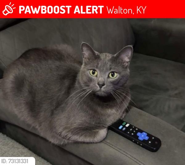 Lost Male Cat last seen Scott St, Harris St, Showalter Trace, Walton Community Park, Walton, KY 41094