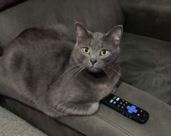 Lost Male Cat last seen Scott St, Harris St, Showalter Trace, Walton Community Park, Walton, KY 41094