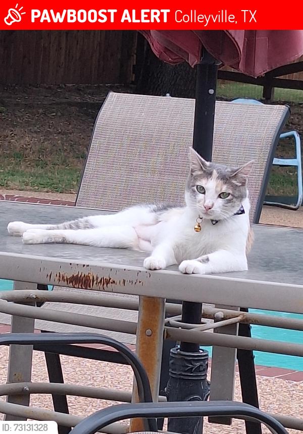 Lost Female Cat last seen Rustic Trl, Colleyville, TX 76034