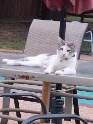 Lost Female Cat last seen Rustic Trl, Colleyville, TX 76034