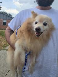 Reunited Unknown Dog last seen Monterrey, Bedford, TX 76022