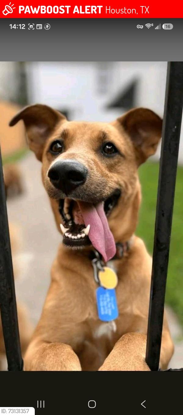 Lost Female Dog last seen Burma rd and rapido rd, Houston, TX 77033