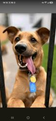 Lost Female Dog last seen Burma rd and rapido rd, Houston, TX 77033