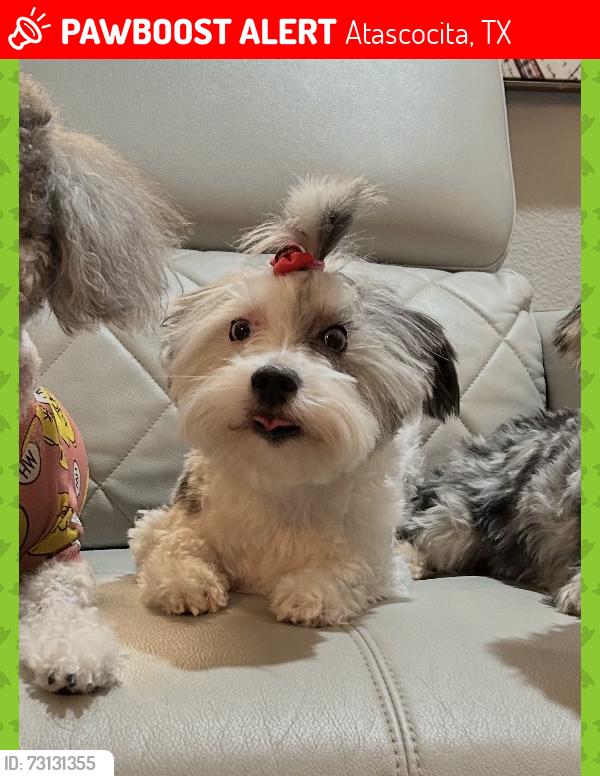 Lost Female Dog last seen Walden Forest, Atascocita, TX 77346