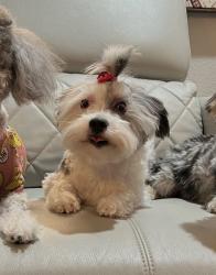 Lost Female Dog last seen Walden Forest, Atascocita, TX 77346