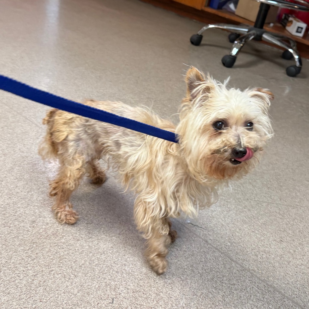 Shelter Stray Female Dog last seen , 361 S Raymond Ave, Pasadena, CA 91105, USA