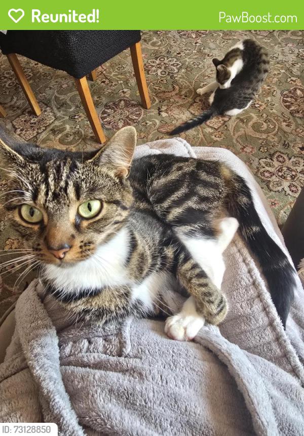 Reunited Female Cat last seen Heathfield Avenue, Poole, Bournemouth, Christchurch and Poole, England BH12 5DJ