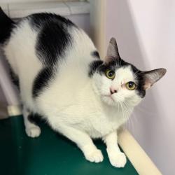 Shelter Stray Female Cat last seen , 8020 Washington St, Port Richey, FL 34668, USA