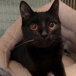 Shelter Stray Male Cat last seen , 8020 Washington St, Port Richey, FL 34668, USA