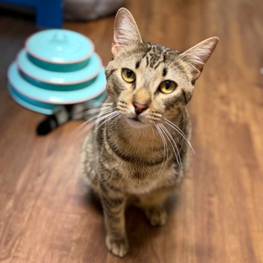 Shelter Stray Male Cat last seen , 8020 Washington St, Port Richey, FL 34668, USA